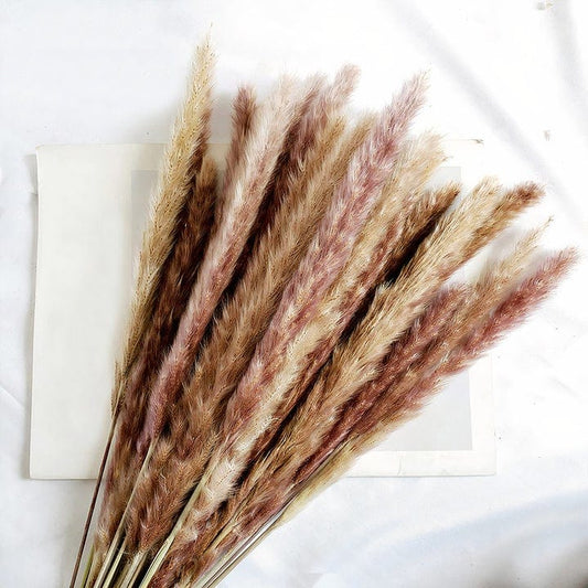 SilhouetteVases 15pcs Primary Pampas Grass