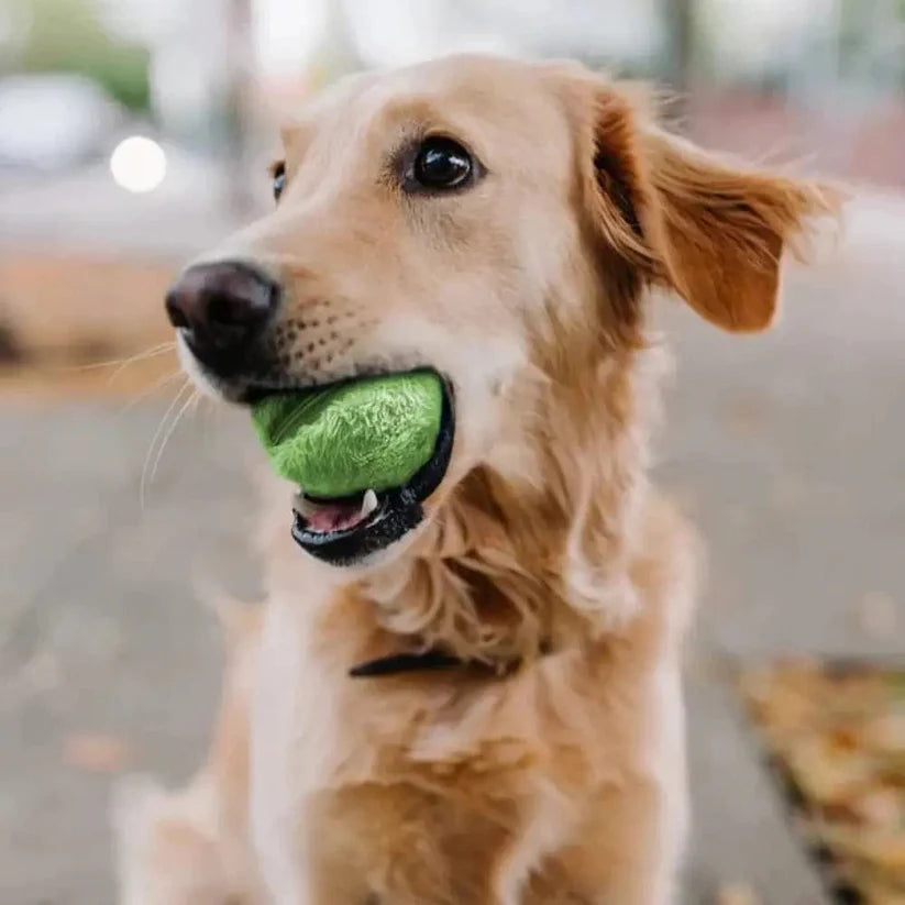 Balle Interactive Ultra-Résistante pour Chien