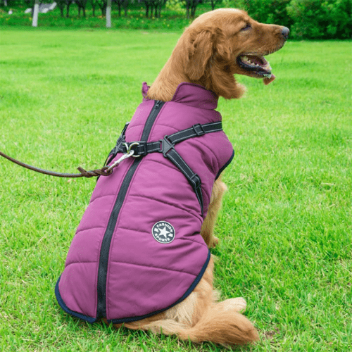 Warming and waterproof dog coat