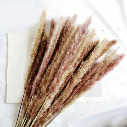 SilhouetteVases 15pcs Primary Pampas Grass