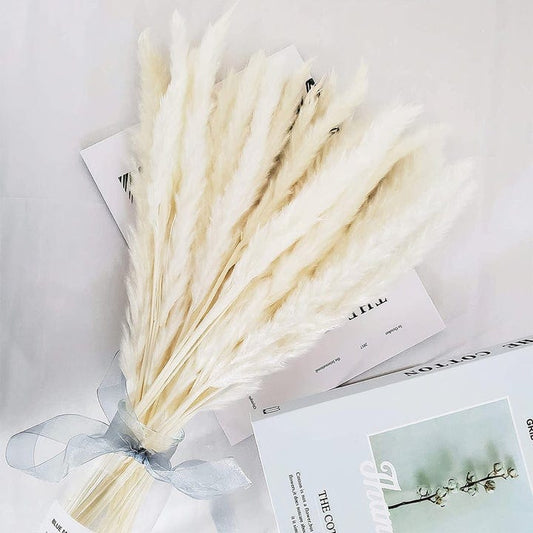 SilhouetteVases 15pcs White Pampas Grass
